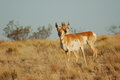 Free Pronghorns Stock Image - 4804431