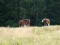 Free Draft Horses Grazing Royalty Free Stock Images - 4806739