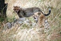 Free Cheetah Cub Standing Watchful In The Grass Stock Images - 4807044