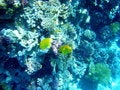 Free Red Sea 3 Stock Photo - 4807790