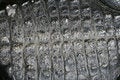 Free Alligator Skin Scales Royalty Free Stock Photos - 4809268