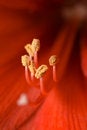 Free Stamen Of Hippeastrum. Stock Photography - 4809562