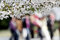 Free Cherry Blossom Season.. Stock Images - 4800744
