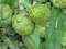 Free Raw Artichokes At A Market Royalty Free Stock Photography - 4804227