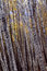 Free Birch Forest Royalty Free Stock Image - 4806896