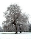 Free Winter Scene Stock Photos - 4810893