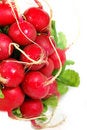 Free Radish Stock Photography - 4811142