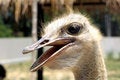 Free Ostrich Royalty Free Stock Photography - 4817267