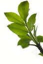 Free Spring Botanical Close-up Background Stock Photo - 4819090