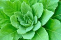 Free Spring Botanical Close-up Background Stock Images - 4819164