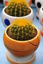 Free Cactus In Basket Bowl Royalty Free Stock Images - 4819829