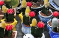 Free Cactus In Basket Bowl Stock Photography - 4819942