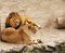 Free Lion And Lioness Have A Rest Stock Photo - 4810550