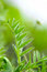 Free Spring Botanical Close-up Background Stock Image - 4818941