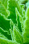 Free Spring Botanical Close-up Background Royalty Free Stock Photo - 4819195