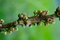 Free Spring Botanical Close-up Background Royalty Free Stock Photos - 4819228