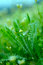 Free Spring Botanical Close-up Background Royalty Free Stock Photos - 4819248