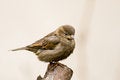 Free Sparrow (aka Passer Domesticus) Royalty Free Stock Photos - 4821398