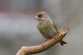 Free Greenfinch (Carduelis Chloris)2 Royalty Free Stock Photos - 4821438
