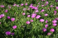 Free Hottentot Fig (Carpobrotus) Stock Photography - 4823362