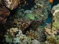 Free Brown Marbled Grouper Stock Images - 4824904