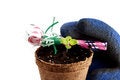 Free Celebrate Spring Royalty Free Stock Image - 4825796