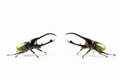 Free Neptune Beetle Vs Neptune Beetle Stock Image - 4826441