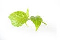 Free Twig Royalty Free Stock Photos - 4829318