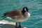 Free Canada Goose Royalty Free Stock Photography - 4824777