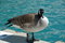 Free Canada Goose Royalty Free Stock Photos - 4824798