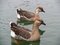 Free Two Geese Stock Photography - 4824812