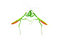Free Praying Mantis Vs Praying Mantis 1c Royalty Free Stock Photography - 4826297