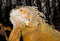Free Iguana Iguana Royalty Free Stock Photography - 4827637