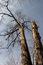 Free Tall Dead Tree Royalty Free Stock Photography - 4829567