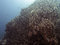 Free Coral Reef Scene With Fish Royalty Free Stock Photo - 4835925