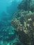 Free Coral Reef Scene With Fish Stock Photography - 4835992