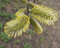 Free Fluffy Flowers Of A Willow Stock Image - 4836011