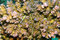 Free Coral Reef Scene With Fish Stock Images - 4836084