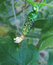 Free Green Young Cucumber With Thorns Stock Photo - 4836150