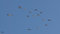 Free Seagulls At Dusk Royalty Free Stock Images - 4838699