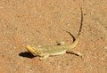 Free Lizard Basking Stock Images - 4845934