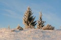 Free Winter Trees In A Winter Wood Stock Image - 4847421