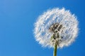 Free Dandelion Royalty Free Stock Photography - 4849067