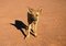 Free Doggy Looking At Camera Royalty Free Stock Image - 4845846