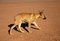 Free Doggy Walking Away Royalty Free Stock Images - 4845849