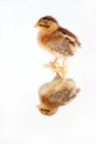 Free Chicken On Mirror Royalty Free Stock Images - 4851689
