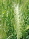 Free Long Wild Grass Stock Photo - 4853770