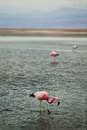 Free Flamingos In Shallow Water Stock Photography - 4857052