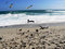 Free Freedom Of The Gulls Stock Photos - 4852223
