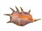 Free Alive Exotic Shellfish Stock Images - 4854494